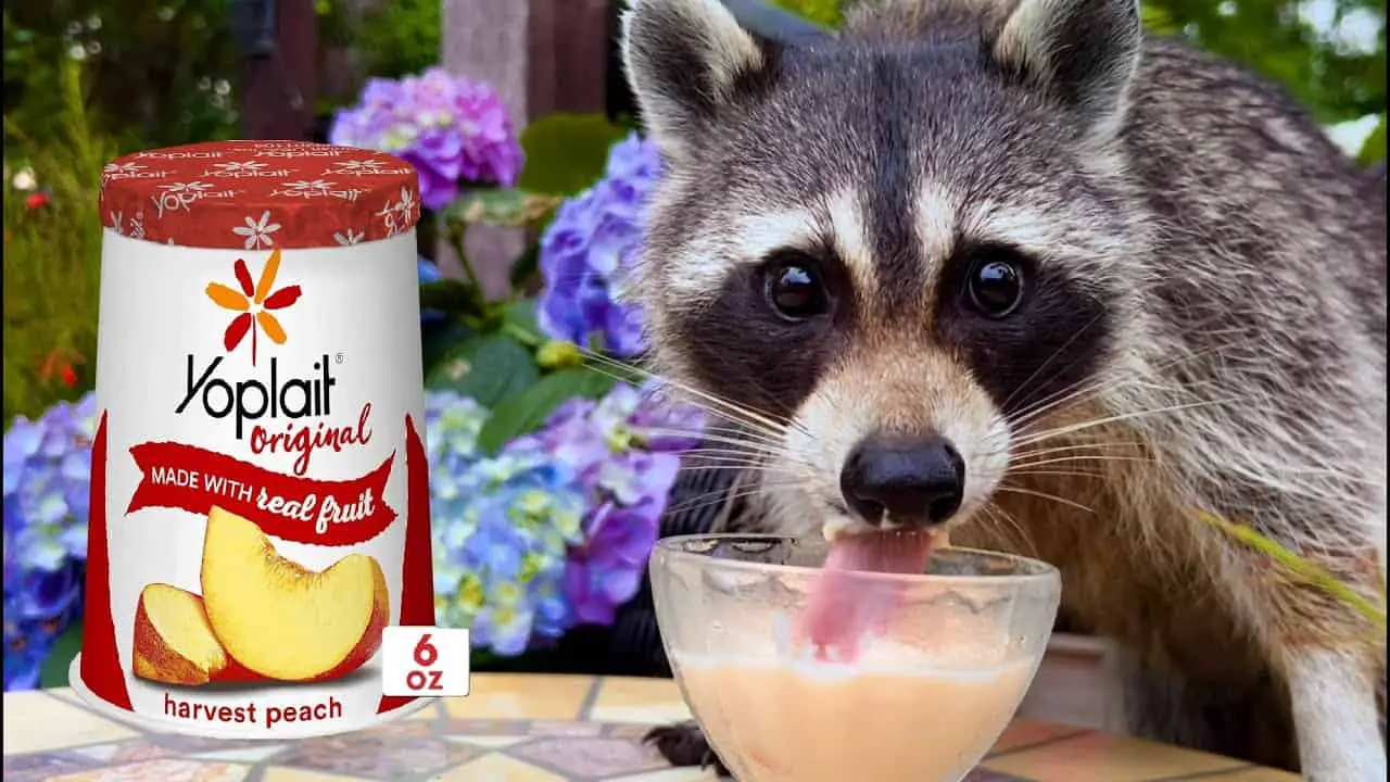 Do raccoons like yogurt?