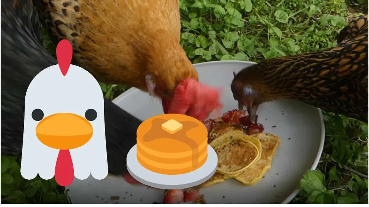 Can chickens eat pancakes?
