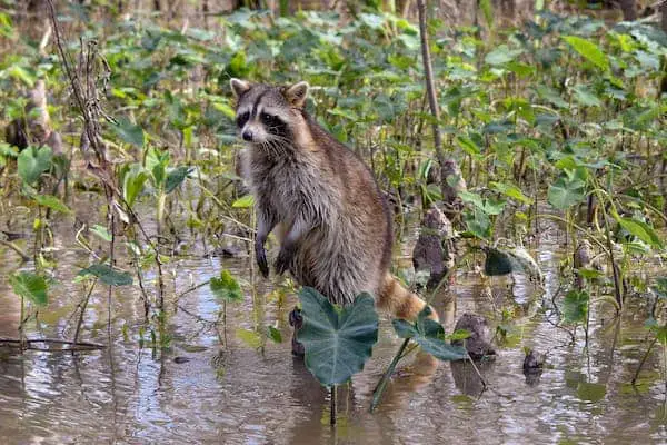 How to Effectively Prevent Raccoons from Choosing Your Home as their Abode