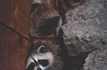 How to Effectively Prevent Raccoons from Choosing Your Home as their Abode