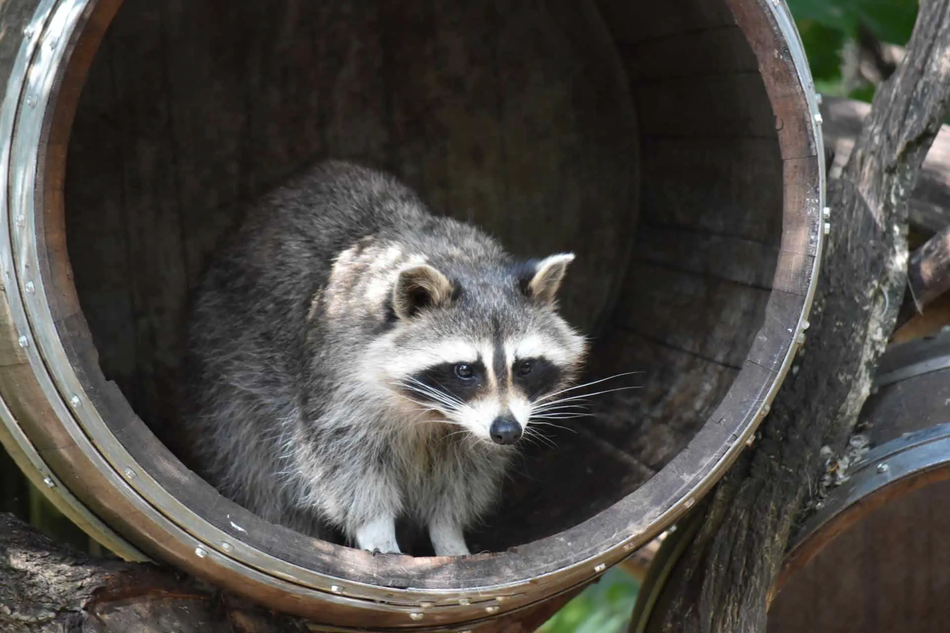 How to Safely Clean a raccoon latrine