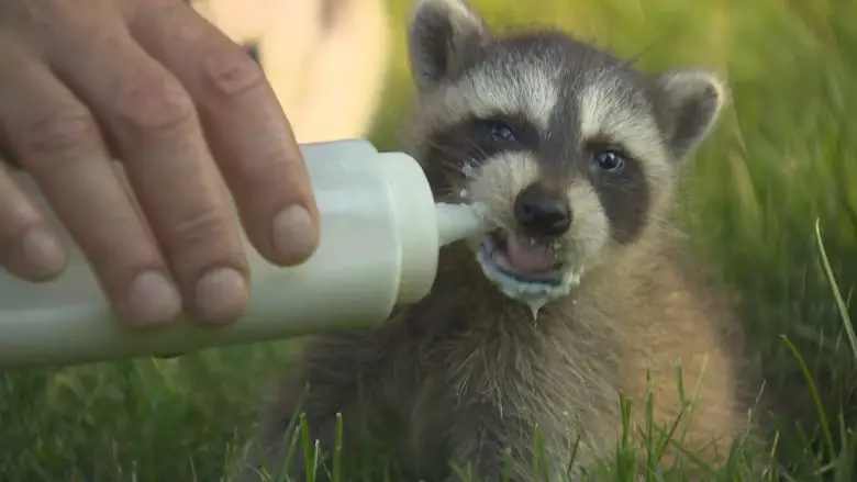 Can baby raccoon Drink Milk? 