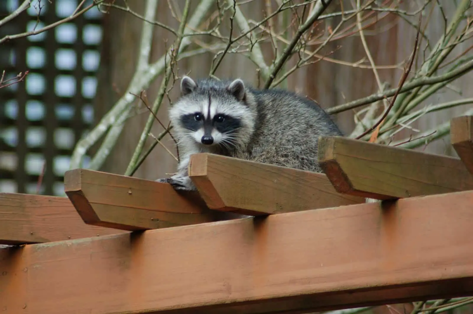 How do wildlife removal experts get rid of raccoons?