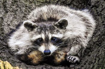 What Diseases Do Raccoons Carry? (Rabies, Roundworm, Leptospirosis)