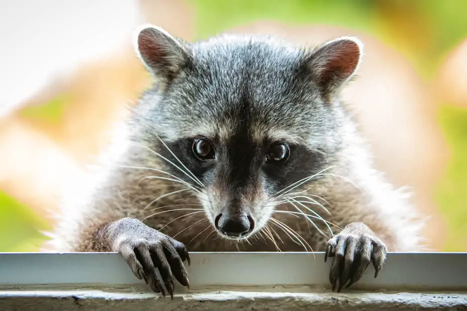 How do wildlife removal experts get rid of raccoons?