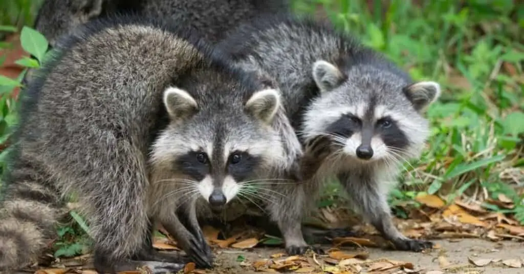 Raccoon mating