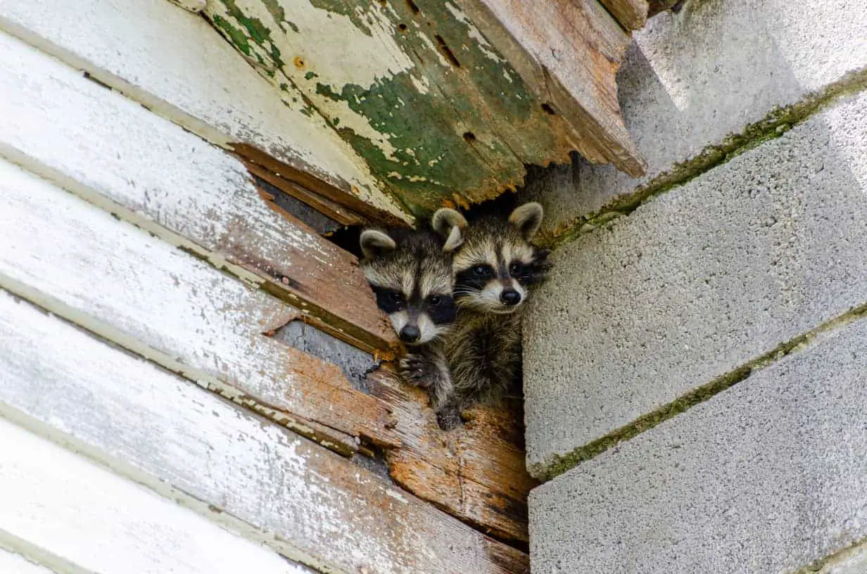 Raccoons in the wall 
