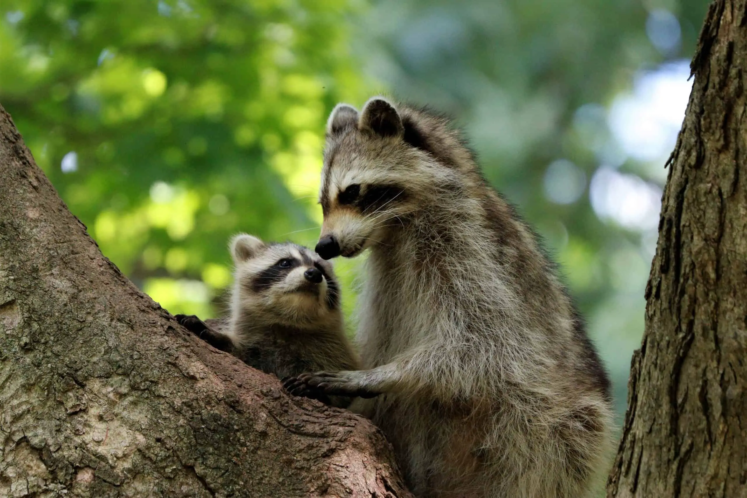 What Sounds Do Raccoons Make When They Mate?