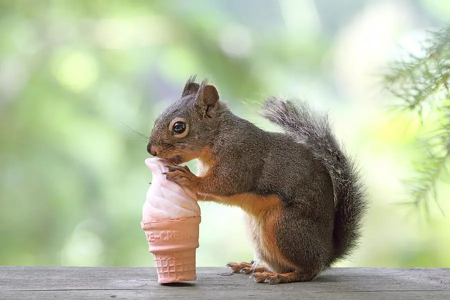 Benefits and effects of squirrels eating ice cream