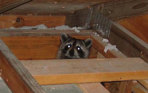 Raccoons in the Attic