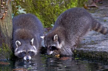 How raccoons drink water? Raccoons open water bottles?