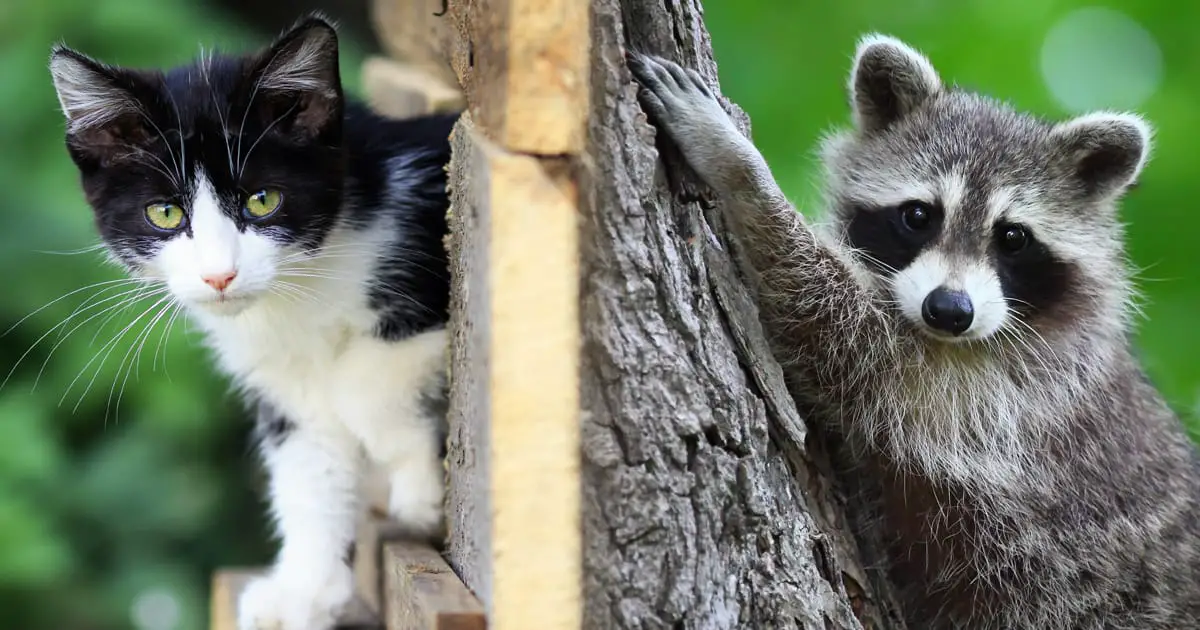 Raccoon and cat 