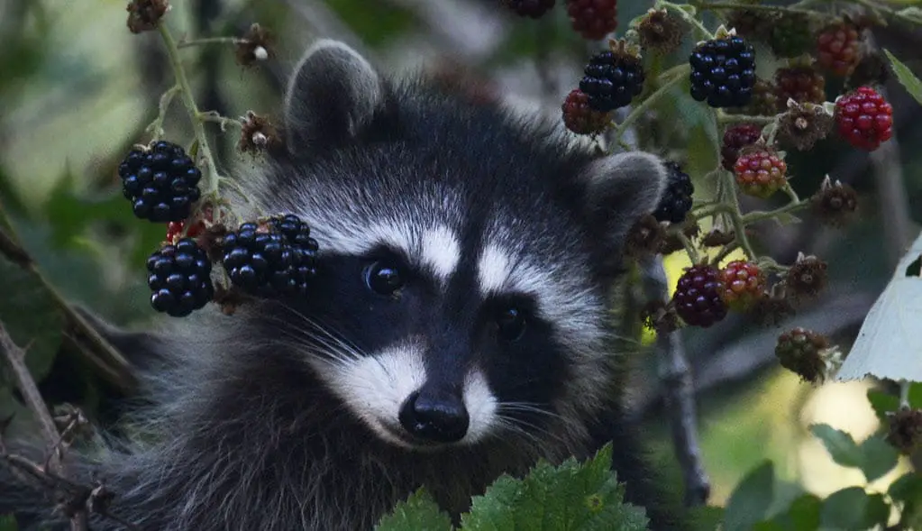 Is orange raccoon's favorite fruit? or grapes?
