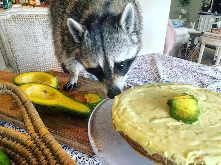 Raccoons eat avocado