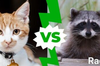 Do raccoons eat cats? Will a raccoon kill a cat?