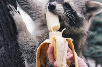 Can raccoons eat bananas? Which vegetables can raccoons eat?