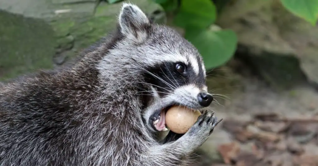 Can raccoons eat eggs?