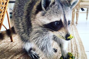 Can raccoons eat avocado? Side Effect of Avocado for Raccoons?