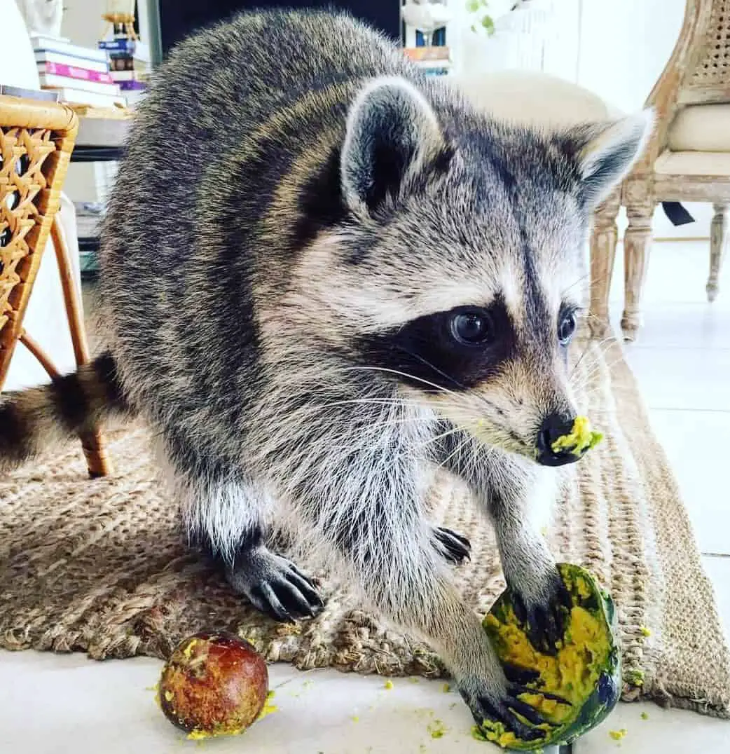 Can raccoons eat avocado?