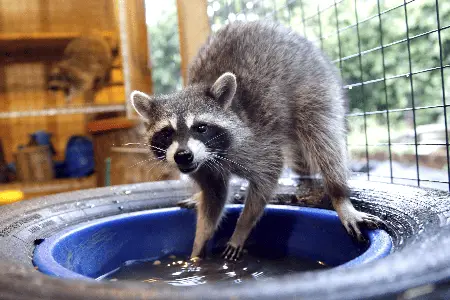 Do raccoons eat soap? 