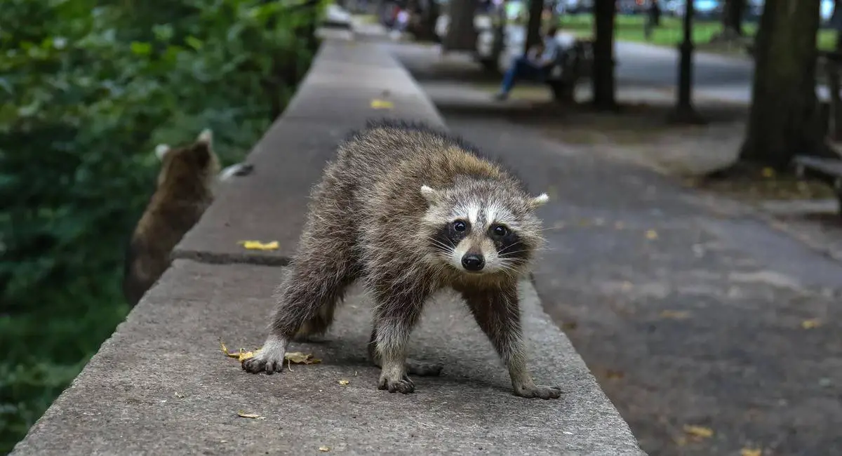 What are the raccoon's biggest enemies?