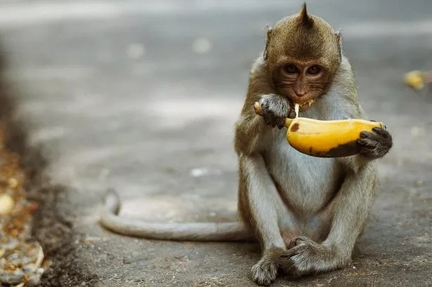 Which animals can eat bananas?