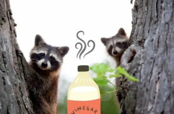 Do Raccoons like Vinegar? Toxic foods? Garlic? Raisins?
