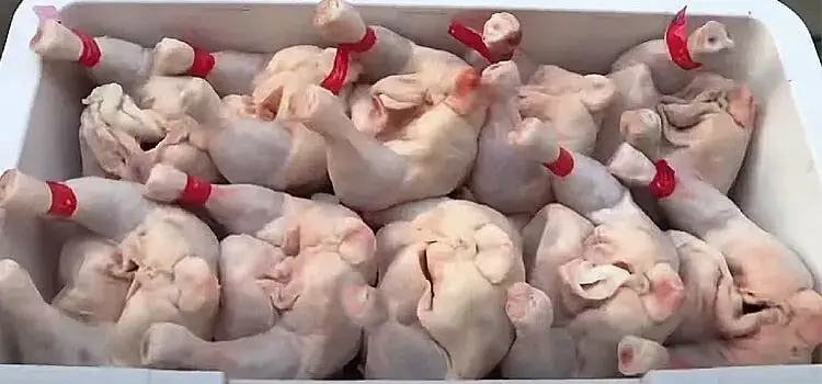 chicken slaughtered