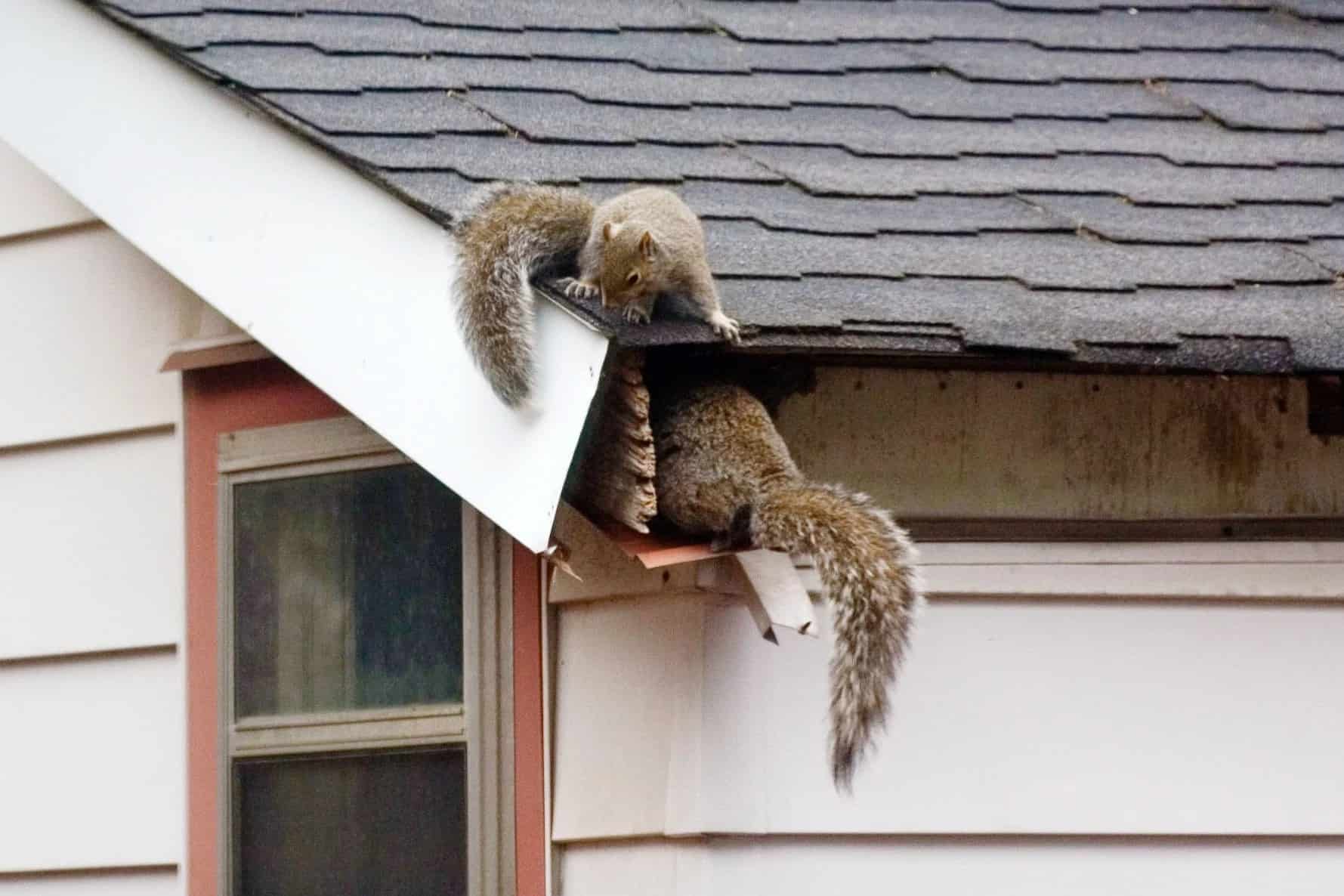  How to get rid of squirrels