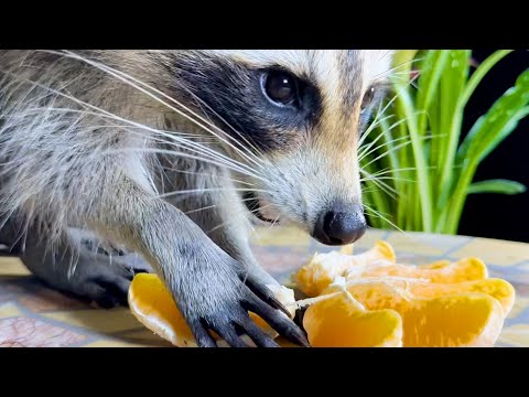 Can raccoons eat oranges?