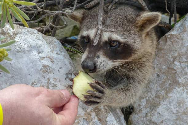 raccoons can consume pears.