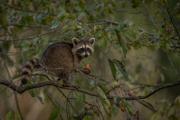 Can raccoons eat almond seeds?