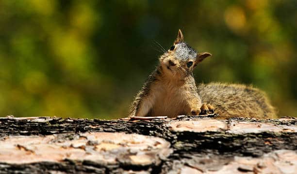 How do you get rid of squirrels in the yard?