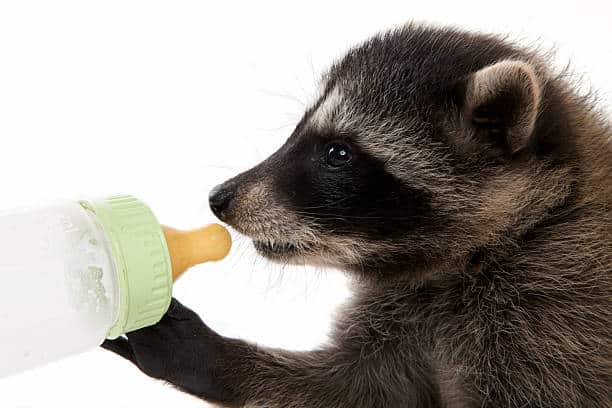 Can Raccoons eat Yogurt?