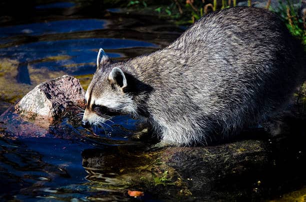 Raccoon drinking water 