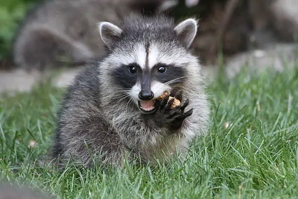 Can raccoons eat almonds?