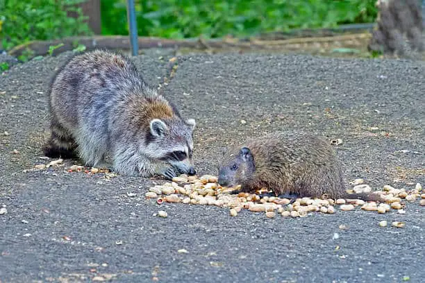 Can raccoons eat almonds?