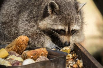 Can Raccoons eat Almonds? Can raccoons eat almond seeds?