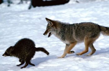What are the raccoon’s biggest enemies? (Coyotes, Foxes, wolves, Humans)