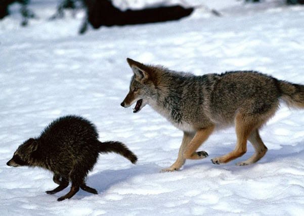 Coyotes and raccoons