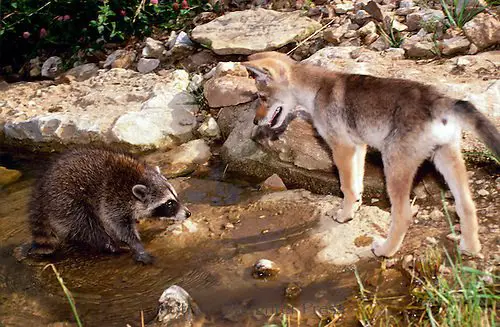 wolf and raccoon 