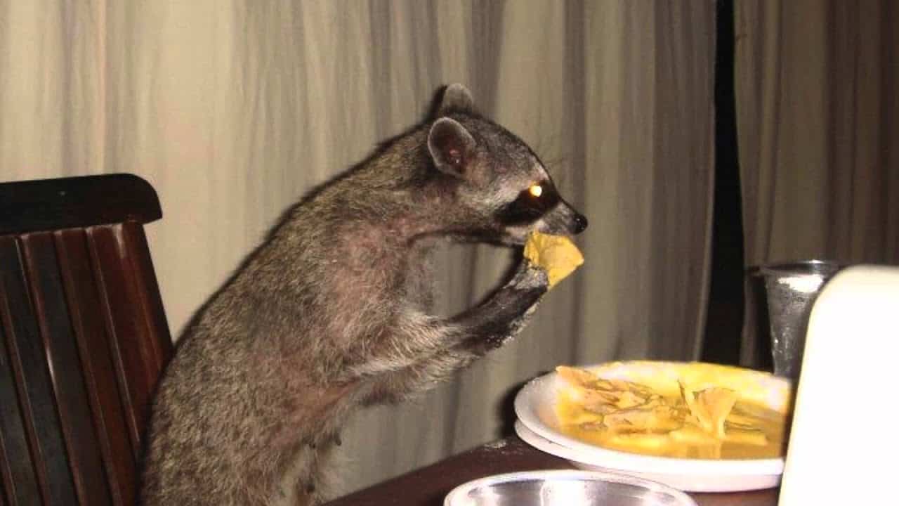 can raccoons eat soup? 