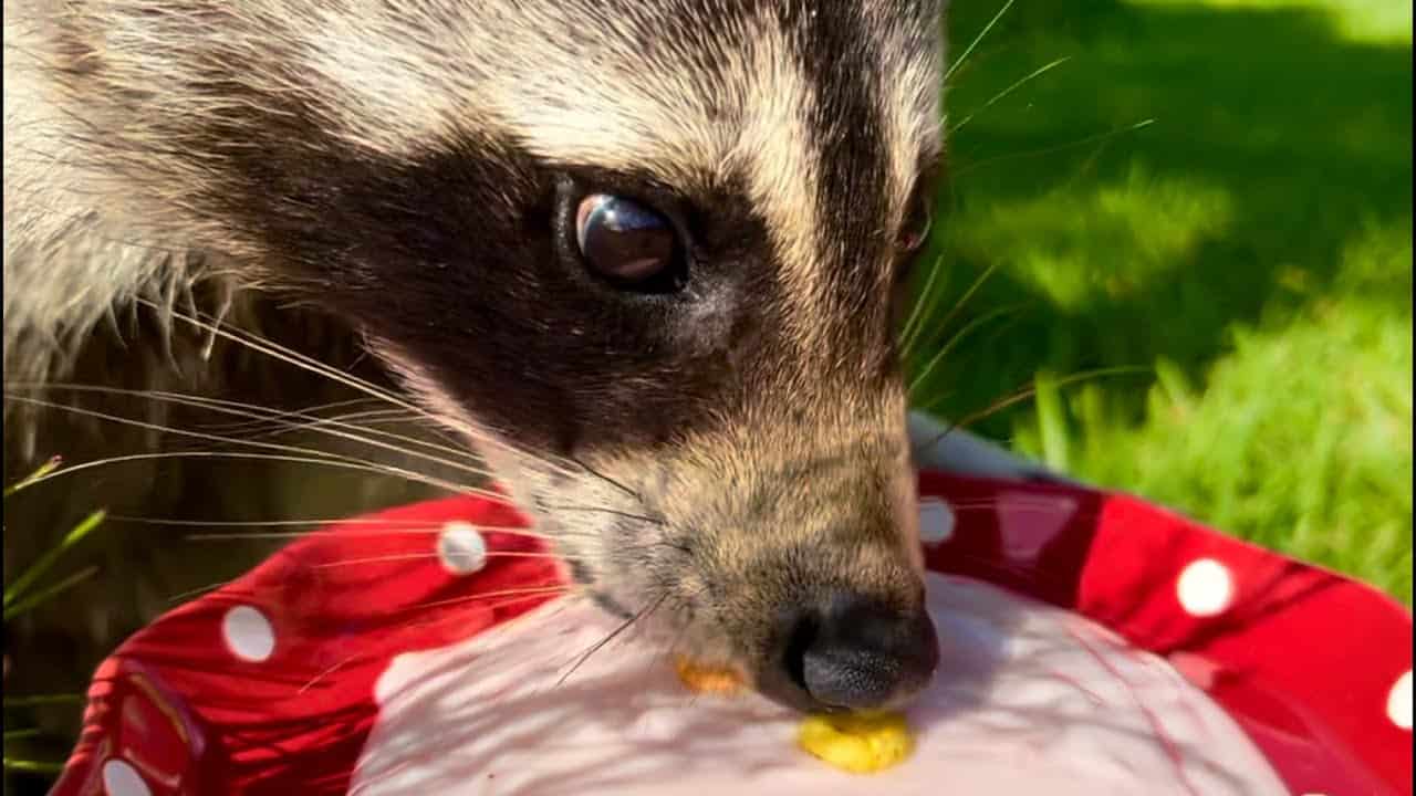 Can raccoons eat yogurt?