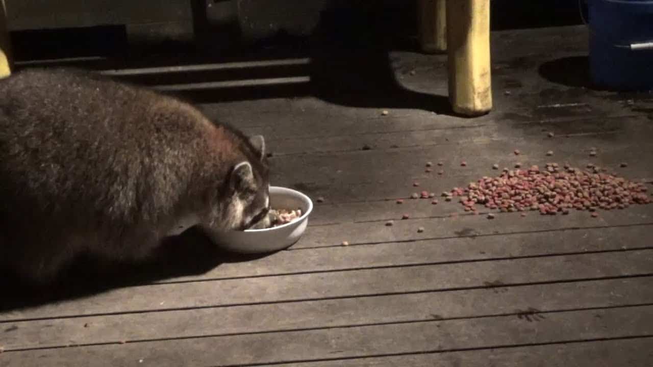 Can raccoons eat soup