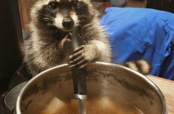 Can raccoons eat soup? Winter Or Summer? 