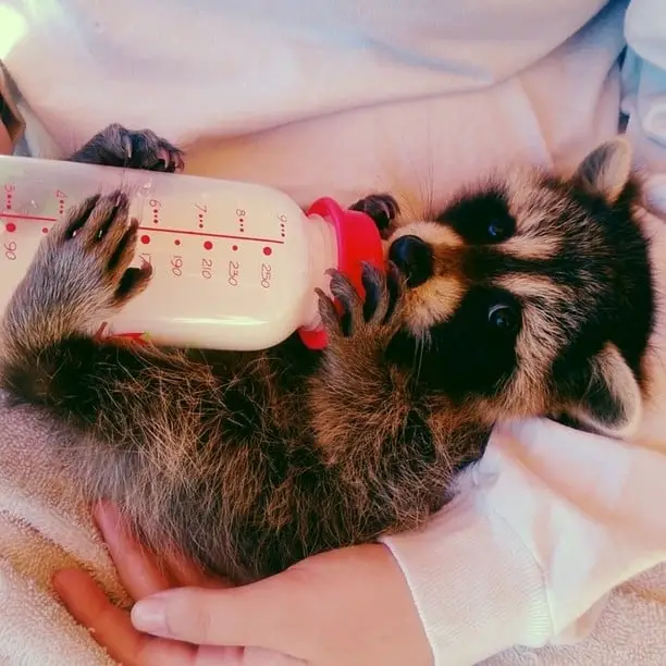 Can raccoons eat milk