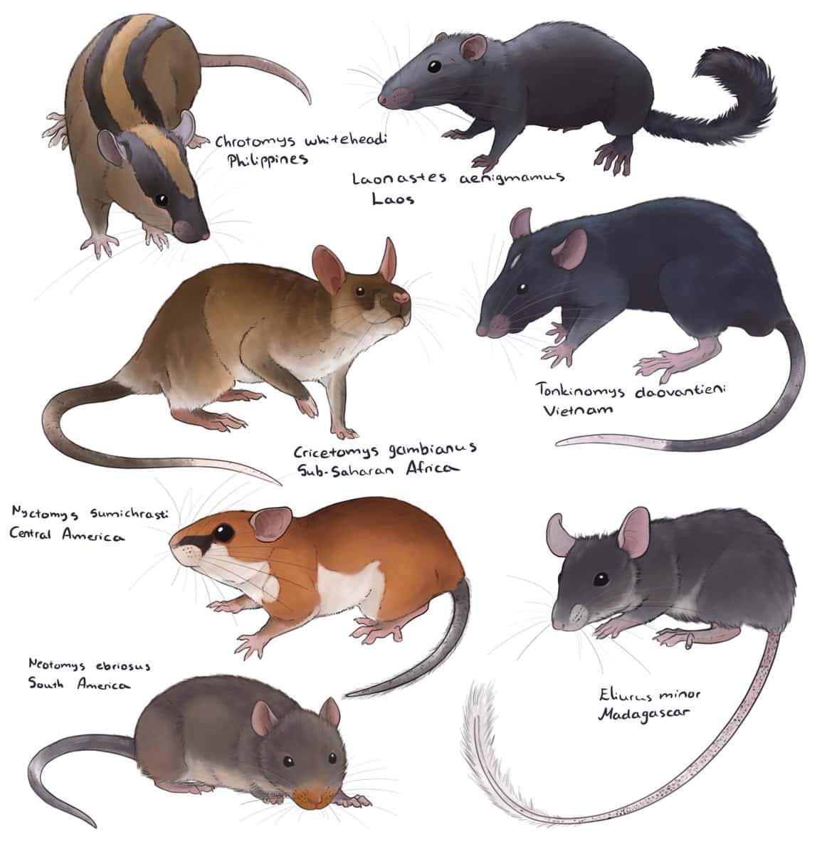 Rat types 