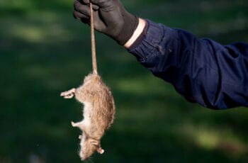 How do you properly dispose of a dead rat? Complete guide