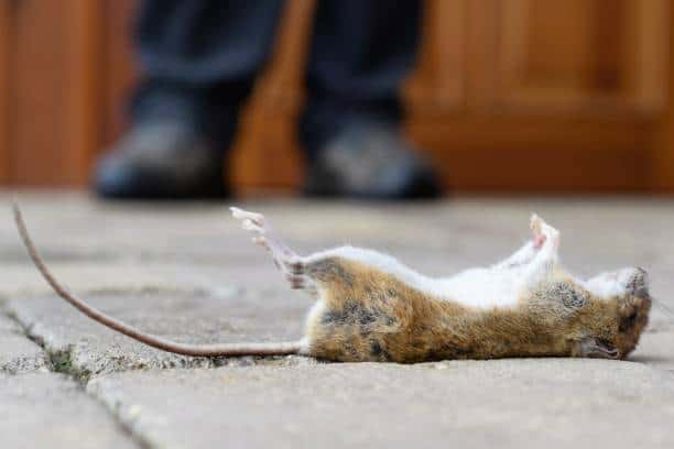 dispose of a dead rat