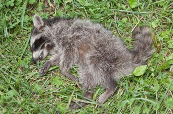 What should I do if I find a dead raccoon? step-by-step guide